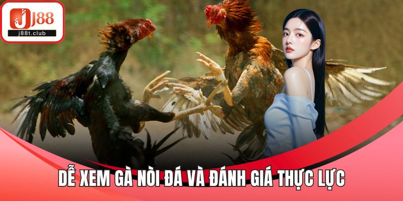 Dễ xem gà nòi đá và đánh giá thực lực