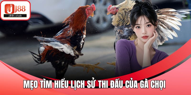 Mẹo tìm hiểu lịch sử thi đấu của gà chọi 