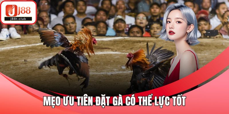 Mẹo ưu tiên đặt gà có thể lực tốt