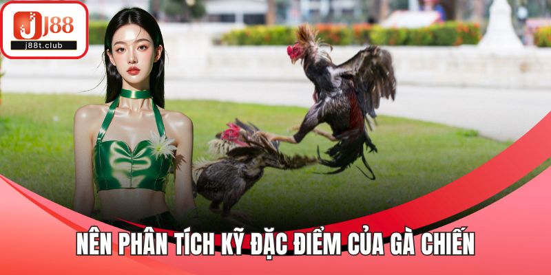 Nên phân tích kỹ đặc điểm của gà chiến